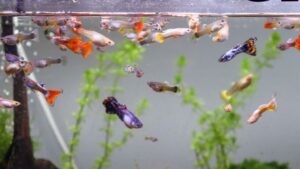 Image showcasing Signs Of A Cycled Aquarium: How To Know If Tank Is Cycled