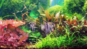 View of Signs Of A Cycled Aquarium: How To Know If Tank Is Cycled